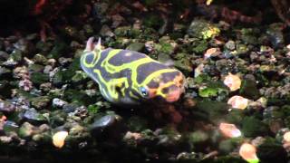 Figure 8 Puffer in my Brackish Tank Tetraodon biocellatus [upl. by Cloutman]