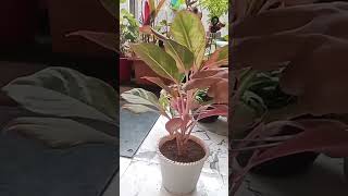 Super rope indoor plants plants with great healing properties Jayachauhan7688 [upl. by Rafferty]