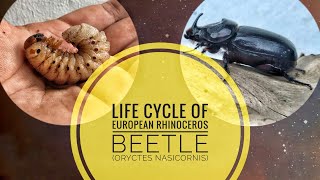 Life Cycle of European Rhinoceros Beetle Oryctes nasicornis [upl. by Janna]