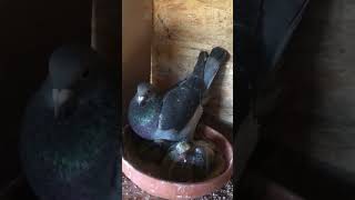 Stichelbaut pigeons breeding pair  3 2024  wwwstichelbautpigeonscom [upl. by Nebe]