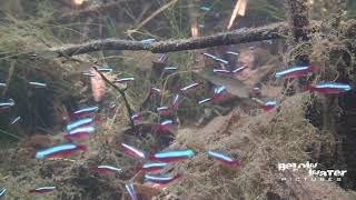 CARDINAL in NATURE  NEON TETRA in NATURE see the NATURAL HABITAT of PARACHEIRODON AXELRODI [upl. by Accebar]