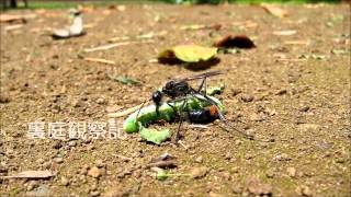 サトジガバチ  Ammophila sabulosa nipponica [upl. by Cruce]