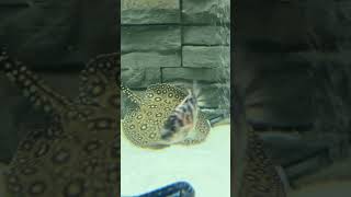 potamotrygon motorro hybrid potamotrygon hybrid aquarium aquariumfish fish monsterfish [upl. by Clint68]