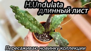 H Undulata длинный листпересаживаю новинку коллекции [upl. by Hamrah]