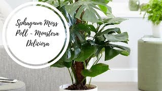 How to use a Sphagnum Moss Pole with my Monstera Deliciosa  Moss PoleTutorial [upl. by Parfitt]