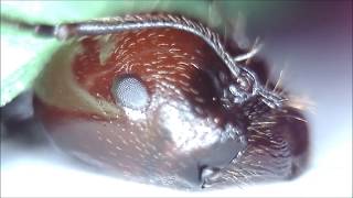 Face to Face with Ants  Ultra Closeup feat Messor colony [upl. by Patrizia]