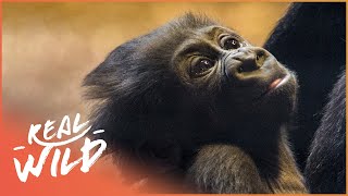 Baby Gorilla Gets Lessons From His Dad  Natures Newborns  Real Wild [upl. by Eitak]