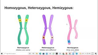 What is Homozygous Heterozygous and Hemizygous [upl. by Ahsikrats]