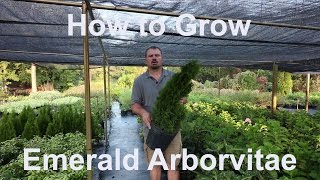 How to grow Emerald Arborvitae Thuja occidentalis Smaragd with detailed description [upl. by Leterg328]