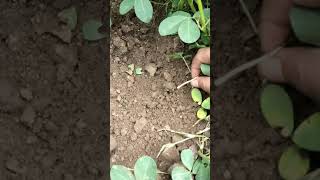 Pegging stage in groundnut  pod formation in groundnut agri groundnut agriculture farming [upl. by Somisareg814]