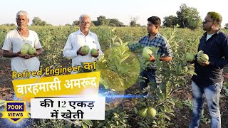 बारहमासी अमरूद की खेती में Retired Engineer की सफलता  Thai Guava Farming in Maharastra [upl. by Ahsoyek]