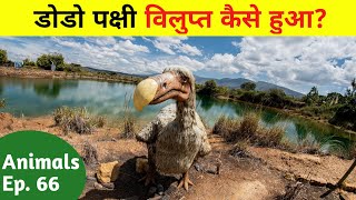 क्यों हुआ डोडो पक्षी विलुप्त जाने उसका रहस्य  Why Dodo Became Extinct in Hindi [upl. by Clarisa]