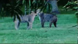 Rare Footage  Pair of Bobcats in Parrish FL [upl. by Byrom194]