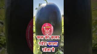 Tiger watermelon 🍉🍉  तरबूज की सबसे दमदार वेरायटी 😯🍉  ytshorts india seeds viral trending [upl. by Regdirb]