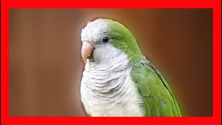 Cotorra Canto  Monk Parakeet Bird Song Call Sound Voice  Myiopsitta Monachus [upl. by Naryk]