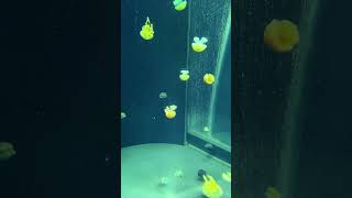 Jellies being Jellies jellyfish aquarium relaxing jellyfishes [upl. by Januarius943]