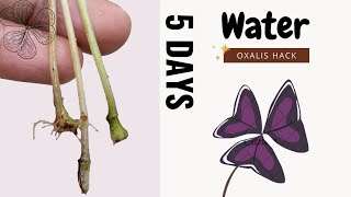 Watch how Oxalis triangularis grows in water from a branch leaf  GardenArcX EP75 [upl. by Caron]