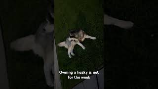 Owning a husky is not for the weak [upl. by Ruzich]