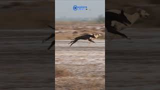 Super Speed Coursing Dogs in Punjab Pakistan ExplorePotohar dog [upl. by Tehr]