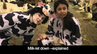 How do cows make milkUdders dont Lie [upl. by Refinaj918]