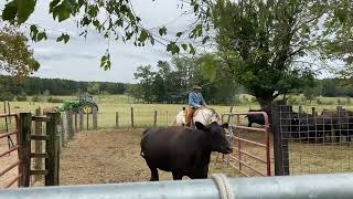 Cattle Sorting Pen work Fun [upl. by Doralynne]