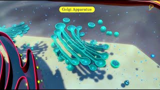 Practicallys Concepts  Golgi Apparatus  LearnPractically [upl. by Farman]