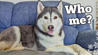 What its REALLY Like Owning a Siberian Husky [upl. by Blau]