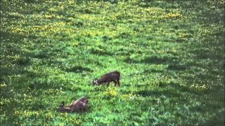 Rehbockjagd  roebuck stalking  chevreuil chasse [upl. by Hutchinson]