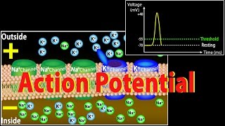 Action Potential in Neurons Animation [upl. by Seafowl533]