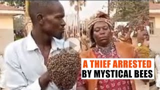 A Thief Got Arrested by Mystical Bees [upl. by Yale]