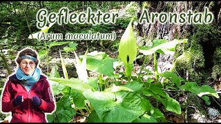 Gefleckter Aronstab Arum maculatum  Artenporträt Merkmale  Ökologie  Wissenswertes [upl. by Ahtnamas377]