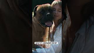 BULLMASTIFF THE DOG [upl. by Lartnom]