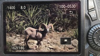 DESERT BIGHORN SHEEP HUNT quotROUND ONE” [upl. by Morgen]