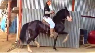 Caballo Costarricense de Paso Bailador en Venta Halcon [upl. by Crofoot]