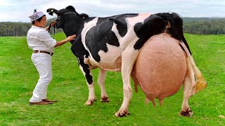 Highest milking cows in the world  Gir cow  Hf cow farm in India  world record 127 kg Girolando [upl. by Cohligan]