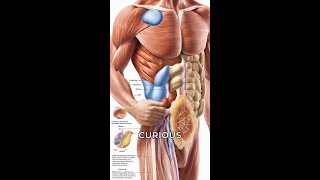 Unveiling the Vlcad and Rhabdomyolysis Connection [upl. by Tobiah]