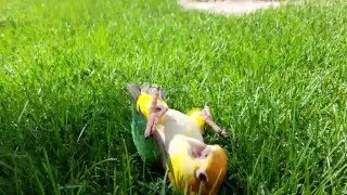 Mango the Caique parrot rolls around in the grass like a dog [upl. by Eiznekam]