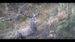 Cerbii carpatini in sezonul de reproductie  Carpathian deer breeding season [upl. by Gillie]