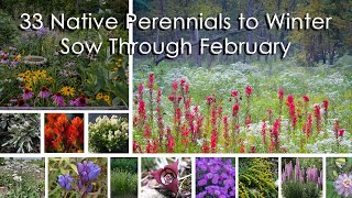 33 Native Perennials to Winter Sow Through February [upl. by Kingsly]