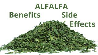 Alfalfa Benefits and Side Effects Vitamins Minerals Nutrients Antioxidants Warnings [upl. by Vaientina740]