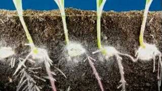 Time lapse fast growing corn roots and leaves growing [upl. by Dhumma]