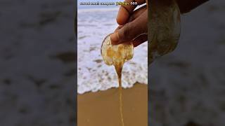 Saved most venomous compass jellyfish life jellyfish fishing abhifishinglife shorts [upl. by Rekab]