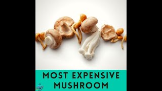 Most Expensive Mushroom  Top 10 Mushroom  Mushroom Lover  Black Truffle amp White Truffle Shorts [upl. by Ahtekal]