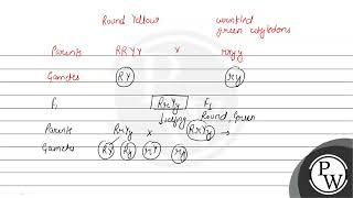 In Mendels experiments with Garden Pea round seed shape RR was dominant over wrinkled seeds [upl. by Eirot]