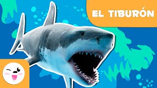 El tiburón 🦈 Animales para niños 🌊 Episodio 8 [upl. by Ataga]