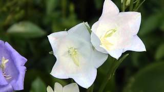 Campanula persicifolia Alba [upl. by Bartie]