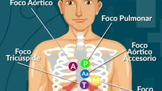 Focos de auscultación cardíaca [upl. by Eelesor]