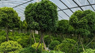 Beautiful Ball shaped Topiaries and Cypress plants [upl. by Arlen345]