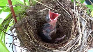 Yellow Vented Bulbul Chicks Progress [upl. by Nyrehtak]