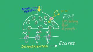 Synapse EPSP amp IPSPmp4 [upl. by Llewoh]